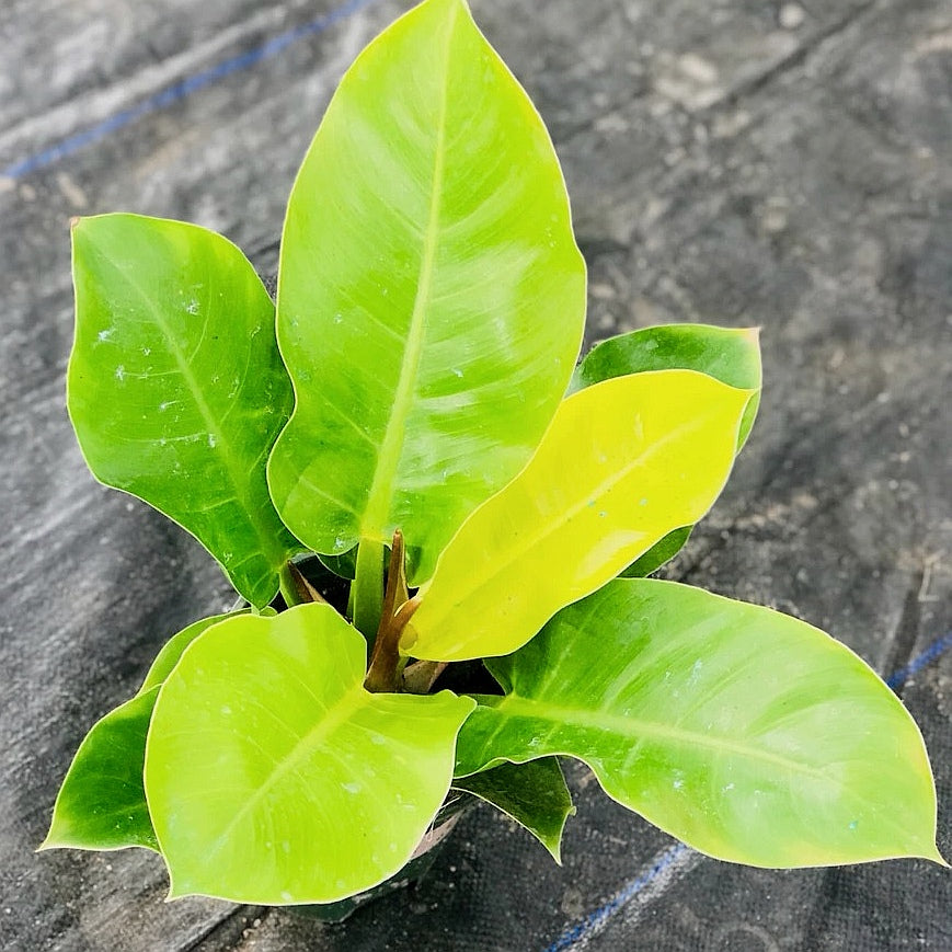 Philodendron ‘ Moonlight ’ ( Philodendron hybrid )