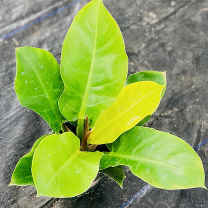 Philodendron ‘ Moonlight ’ ( Philodendron hybrid )