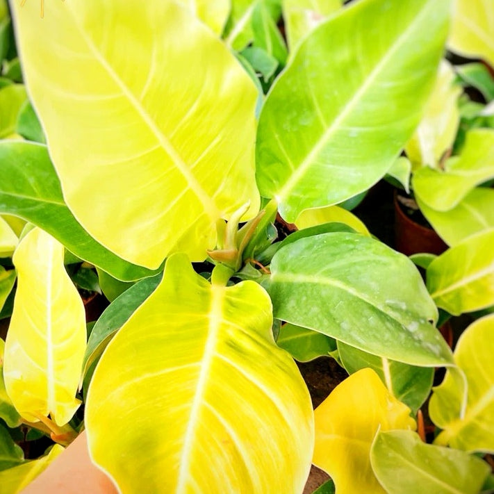 Philodendron ‘ Moonlight ’ ( Philodendron hybrid )
