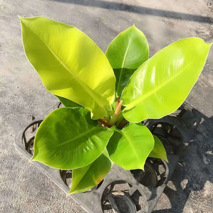 Philodendron ‘ Moonlight ’ ( Philodendron hybrid )
