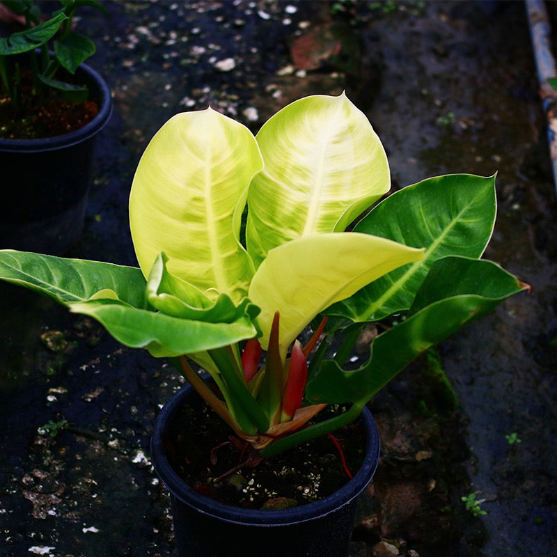 Philodendron ‘ Moonlight ’ ( Philodendron hybrid )