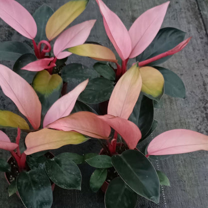 philodendron congo flower Philodendron 'Pink Congo' - Live Arrival Guarantee
