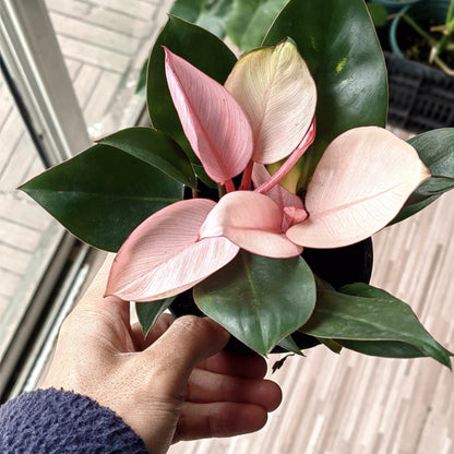 philodendron pink congo scam Philodendron 'Pink Congo' - Live Arrival Guarantee
