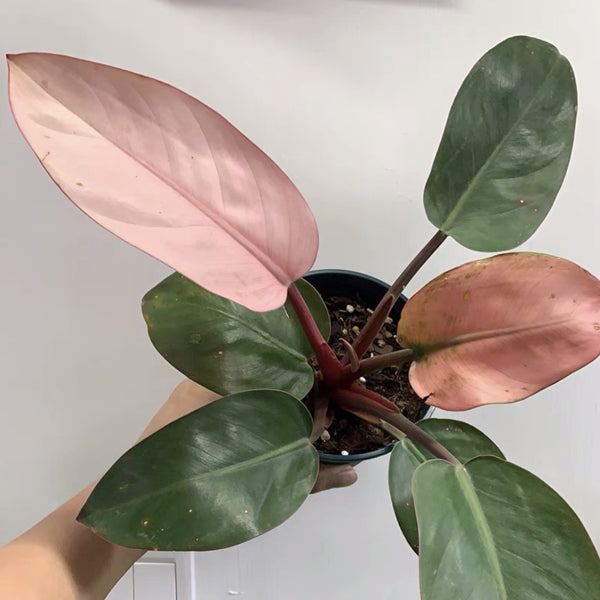 philodendron pink congo for sale Philodendron ‘Pink Congo’