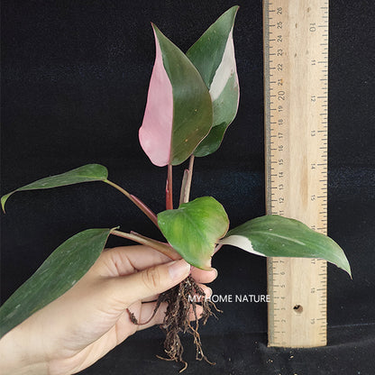 Philodendron Pink Princess