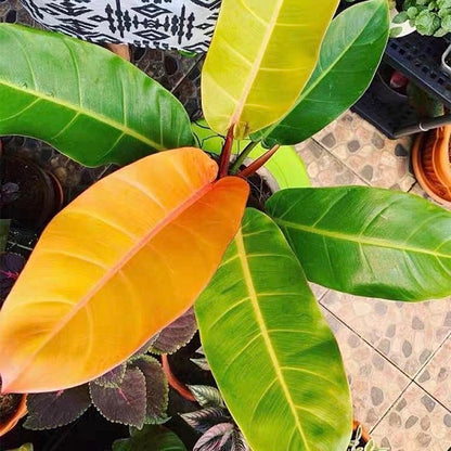 Philodendron ' Prince of Orange '