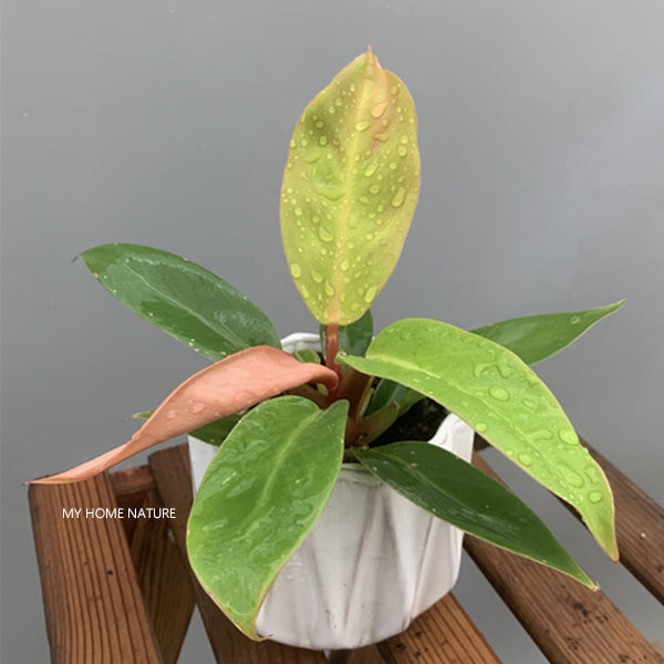 orange philodendron for sale Philodendron ' Prince of Orange '