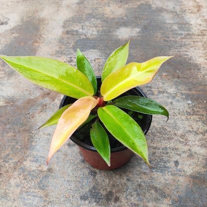 prince of orange philodendron price Philodendron ' Prince of Orange ' for Sale
