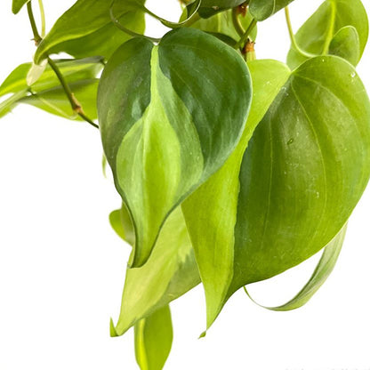 brasil philodendron scandens Philodendron scandens ' Brazil ' for Sale