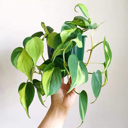 philodendron scandens water Philodendron scandens ' Brazil ' for Sale
