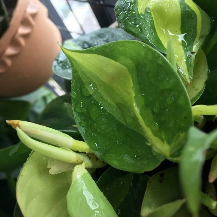 Philodendron scandens ' Brazil '