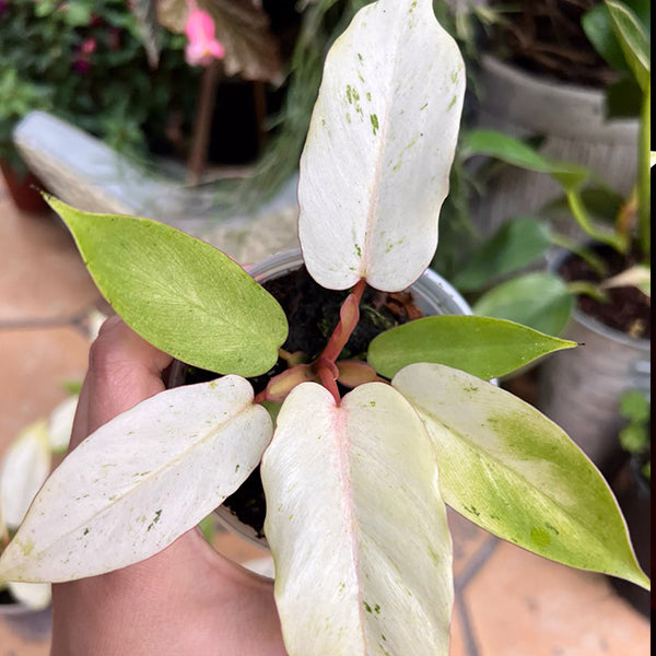 Philodendron Snowdrift