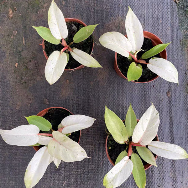 Philodendron Snowdrift