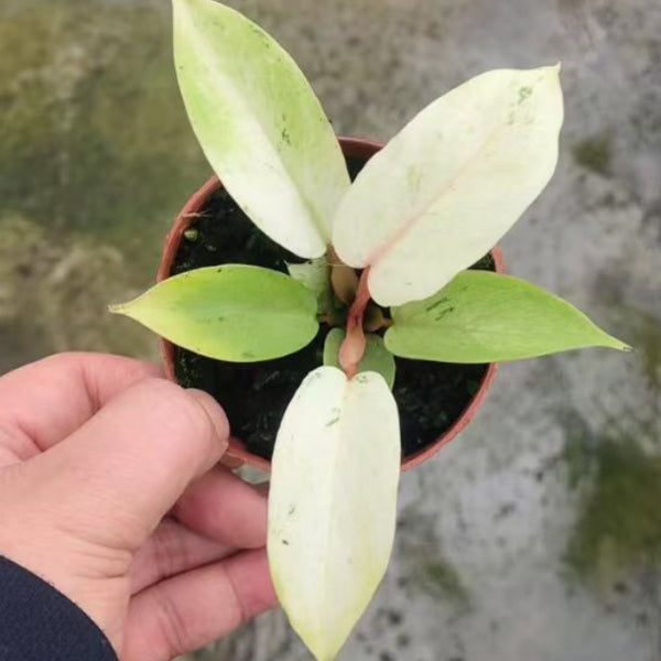 Philodendron Snowdrift