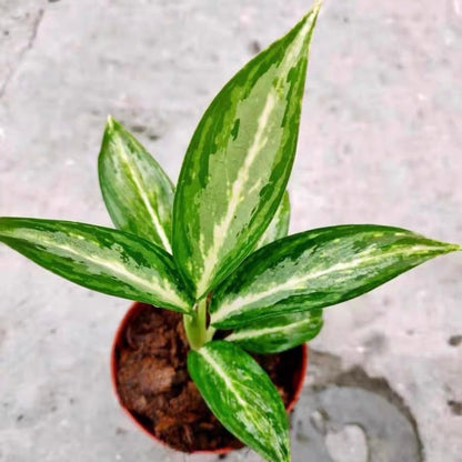 dieffenbachia maculata tropical tiki Dieffenbachia Maculata ' Tiki ' for Sale