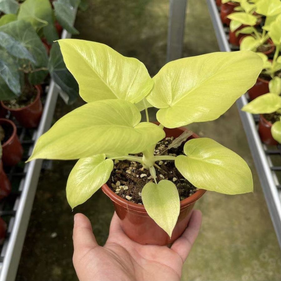 Philodendron warscewiczii ’ Aurea flavum ’