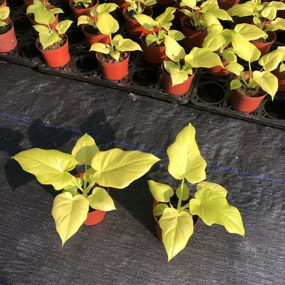 Philodendron warscewiczii ’ Aurea flavum ’
