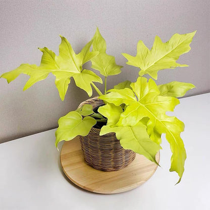 Philodendron warscewiczii ’ Aurea flavum ’