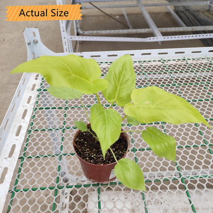 philodendron warscewiczii aurea mature size Philodendron warscewiczii ' Aurea flavum ' for Sale