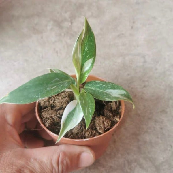 white princess philodendron soil Philodendron ' White Princess ' for Sale