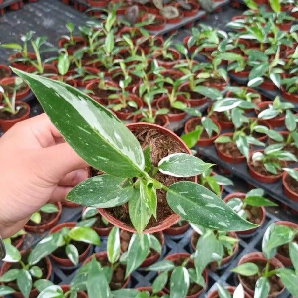 Philodendron ‘ White Princess ‘