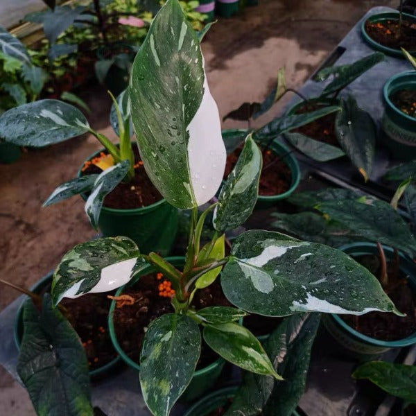 my white princess philodendron Philodendron ' White Princess ' for Sale