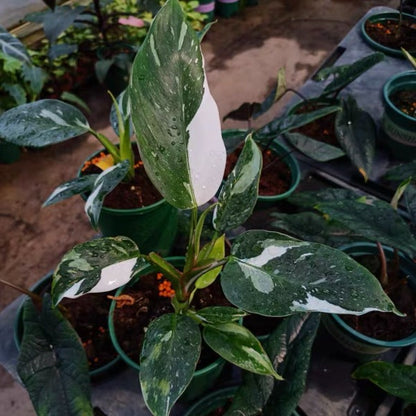 Philodendron ‘ White Princess ‘