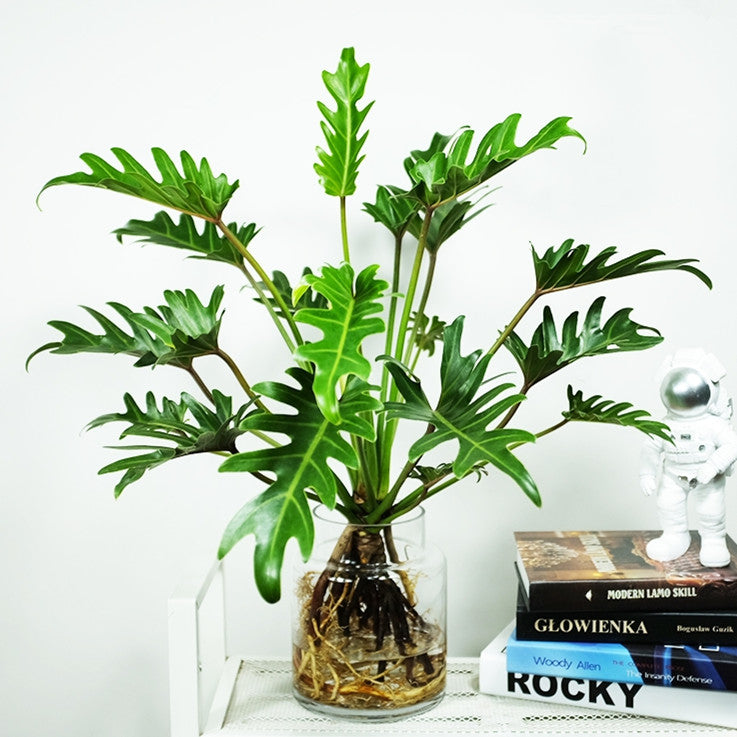 Philodendron Winterbourn ( Philodendron Xanadu )