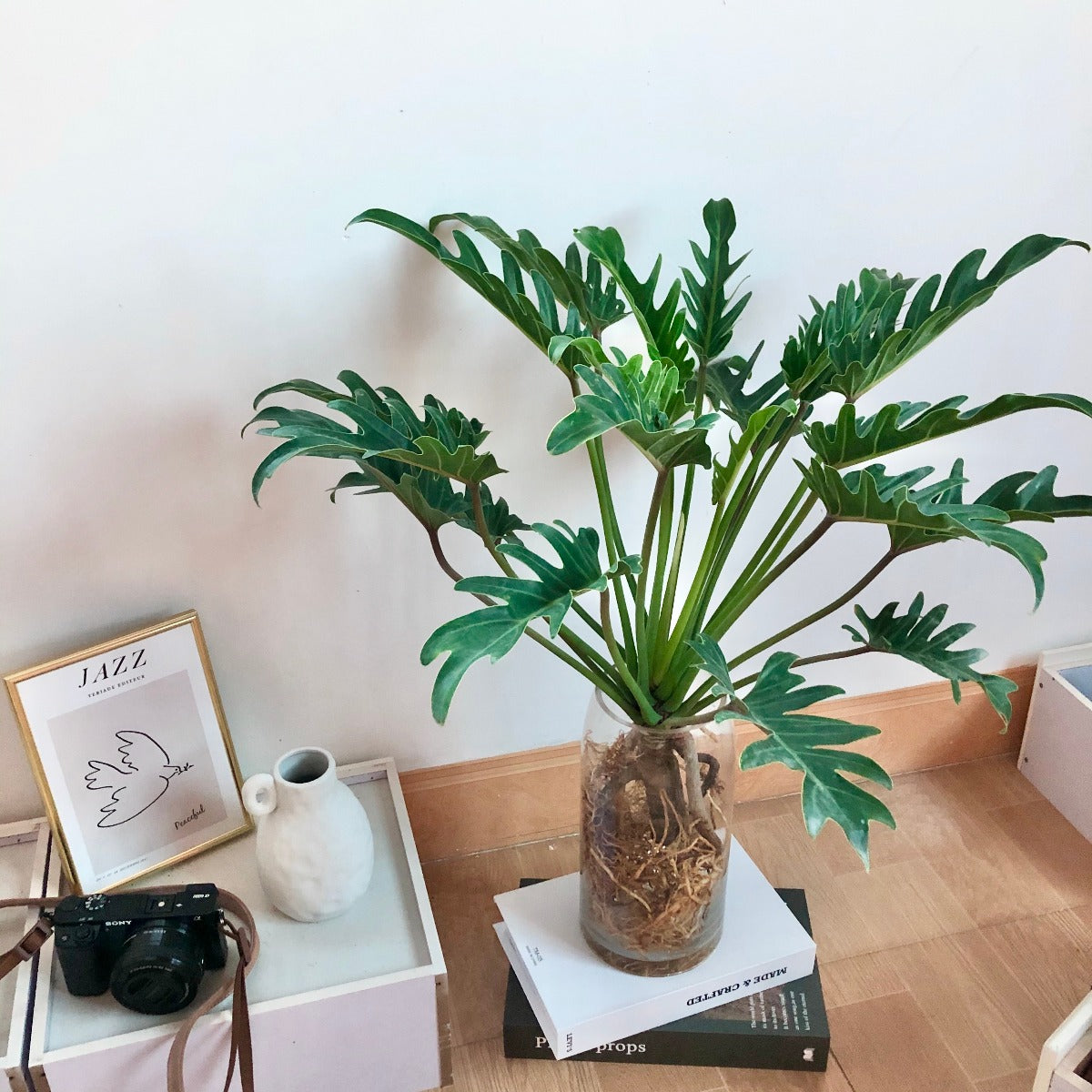 Philodendron Winterbourn ( Philodendron Xanadu )