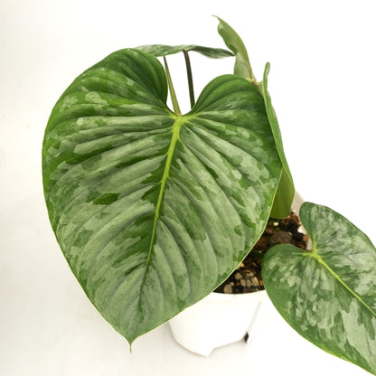 philodendron sodiroi aff Philodendron sodiroi for sale – My Home Nature