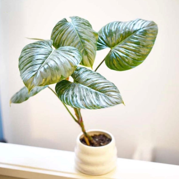 Philodendron sodiroi