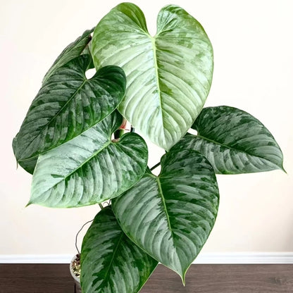 philodendron sodiroi ornatum Philodendron sodiroi for sale – My Home Nature