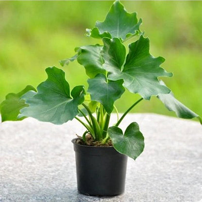 philodendron selloum compacta Philodendron selloum koch for Sale
