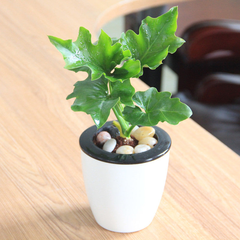 Philodendron selloum koch