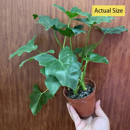 Philodendron selloum koch