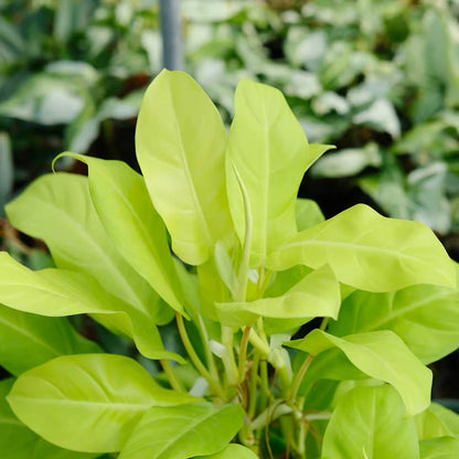 Philodendron 'Malay Gold'