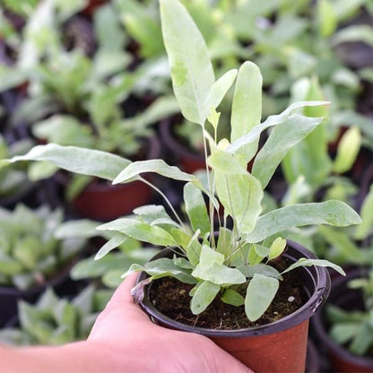 blue star fern buy Blue Star Fern (Phlebodium aureum) for Sale