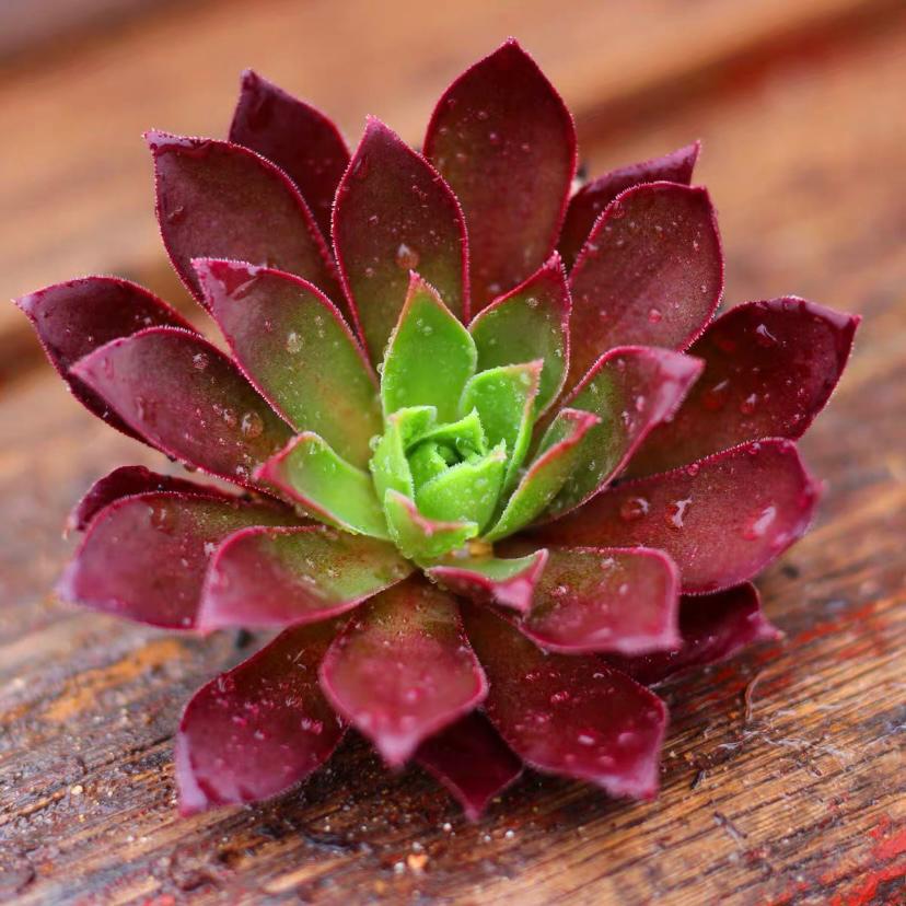 Phoenix Flame(Aeonium)