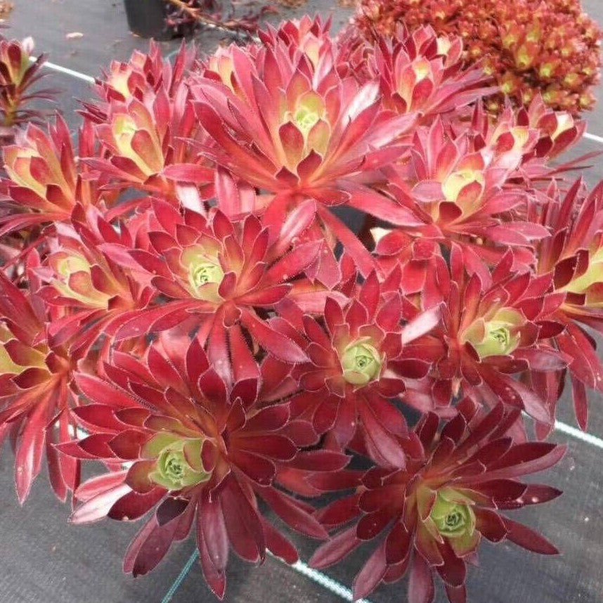 Phoenix Flame(Aeonium)