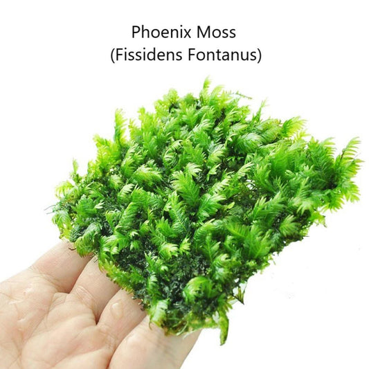 Phoenix Moss (Fissidens nobilis)