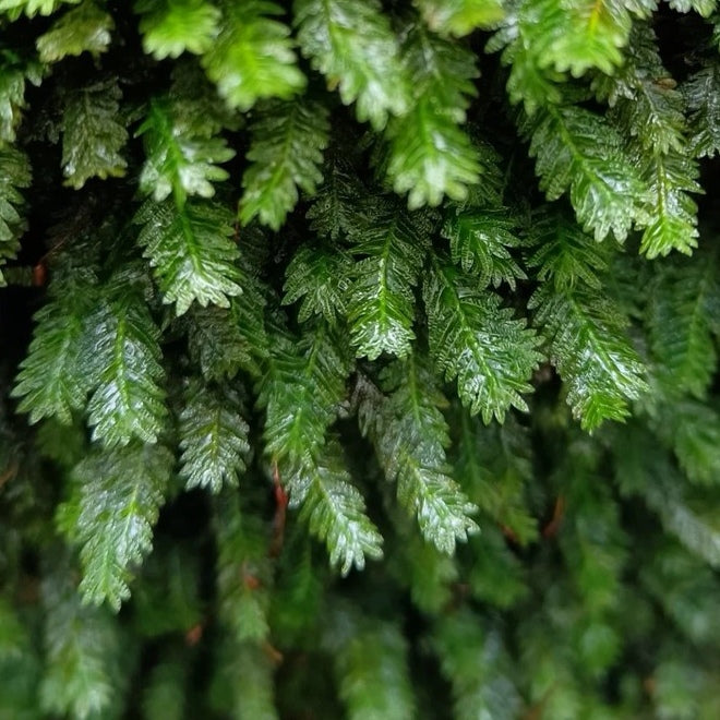 Phoenix Moss  ( Fissidens nobilis )