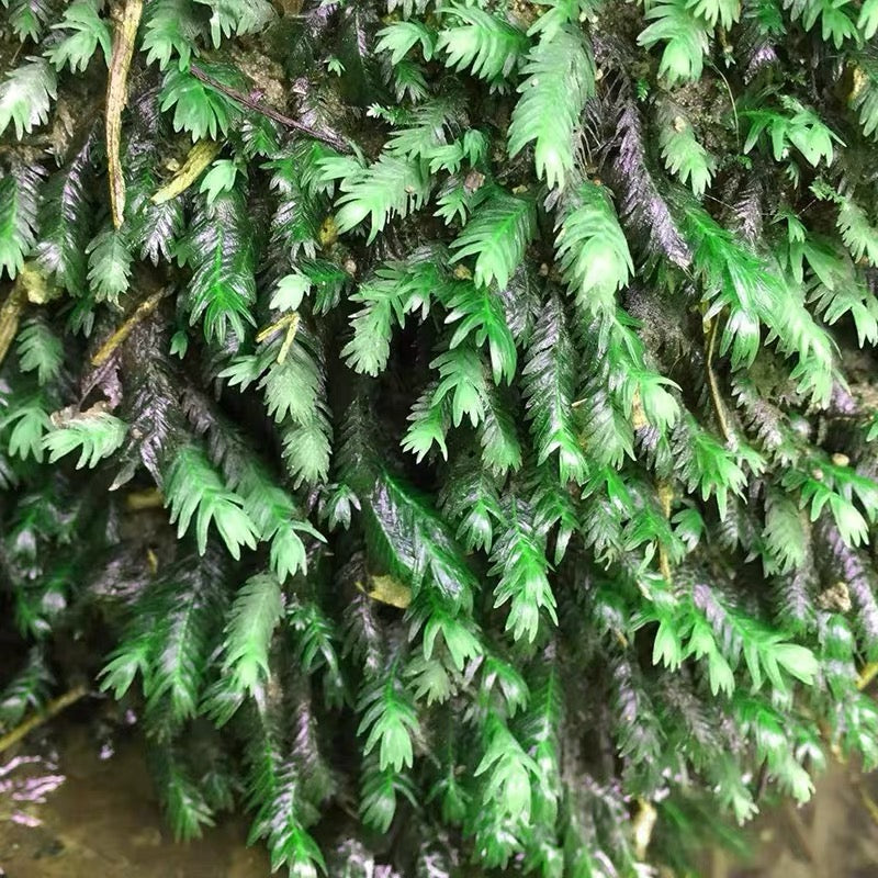 Phoenix Moss  ( Fissidens nobilis )