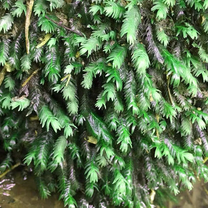 Phoenix Moss  ( Fissidens nobilis )