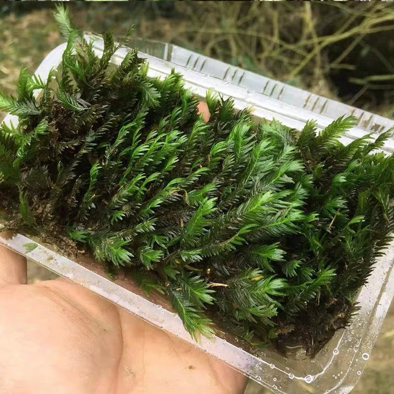 Phoenix Moss  ( Fissidens nobilis )