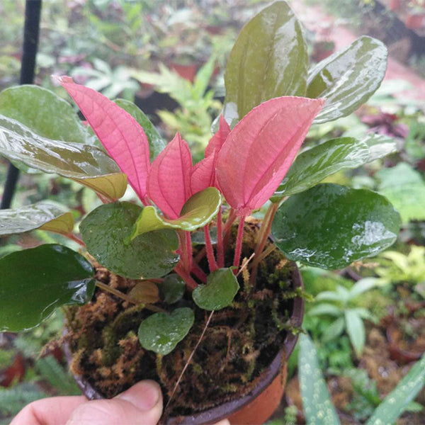 Phyllagathis cavaleriei