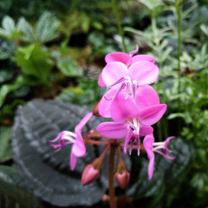 Phyllagathis cavaleriei