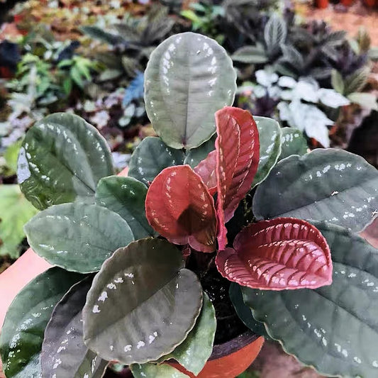 Phyllagathis cavaleriei