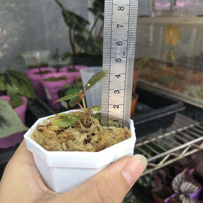 Tapak Sulaiman (Phyllagathis rotundifolia)