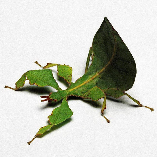 Phyllium Giganteum Leaf  Insect