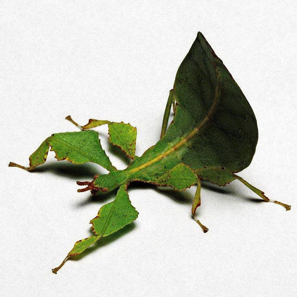 Phyllium Giganteum Leaf  Insect